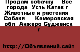 Продам собачку  - Все города, Усть-Катав г. Животные и растения » Собаки   . Кемеровская обл.,Анжеро-Судженск г.